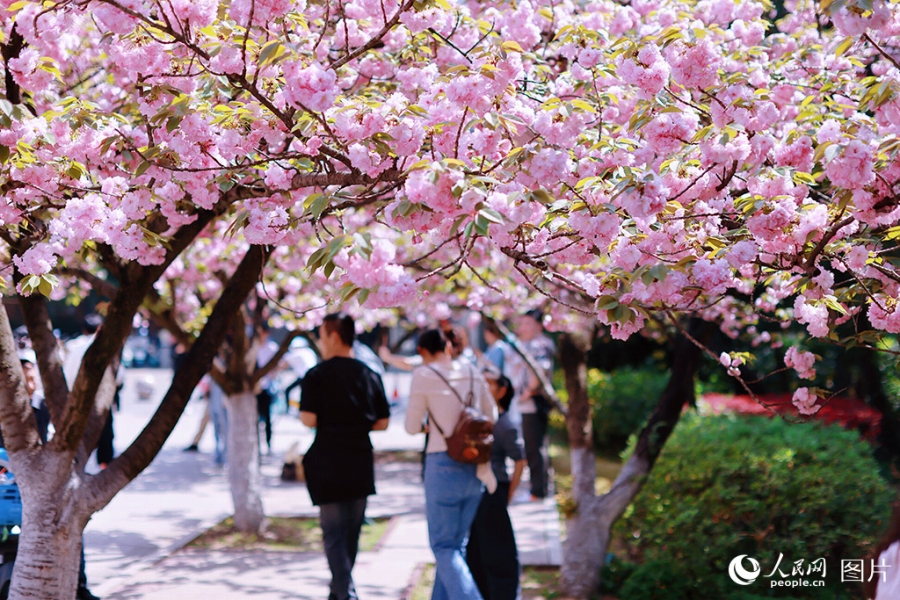 安徽省合肥市の中国科学技術大学のキャンパスで美しく咲き誇る遅咲きの桜(4月5日撮影・王暁飛)。