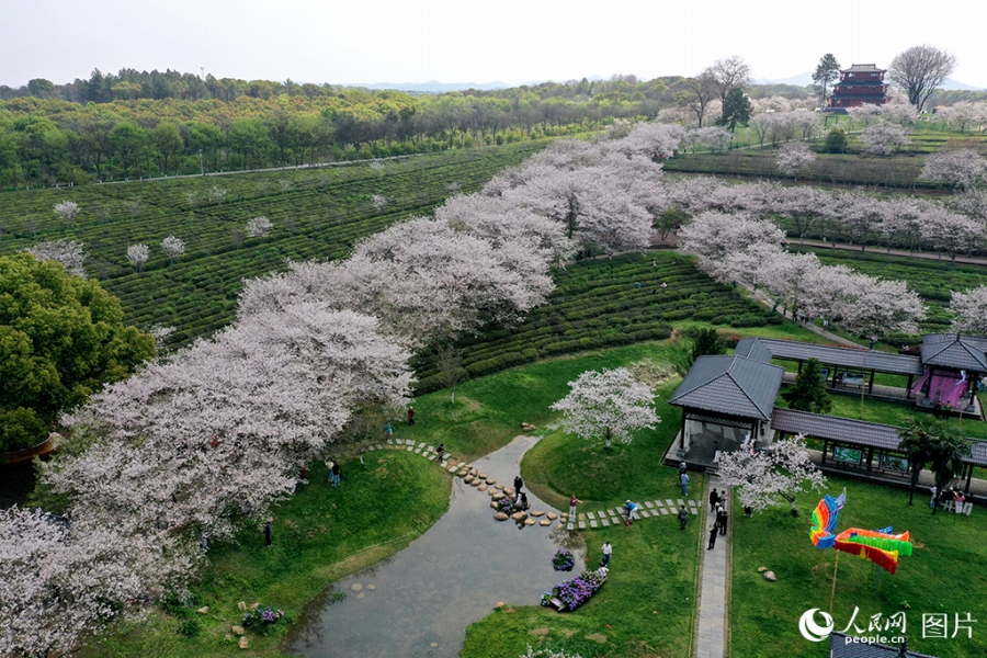 茶畑と桜の花が競演した春の絶景が広がる江西省の南昌県黄馬郷(4月1日撮影・時雨)。