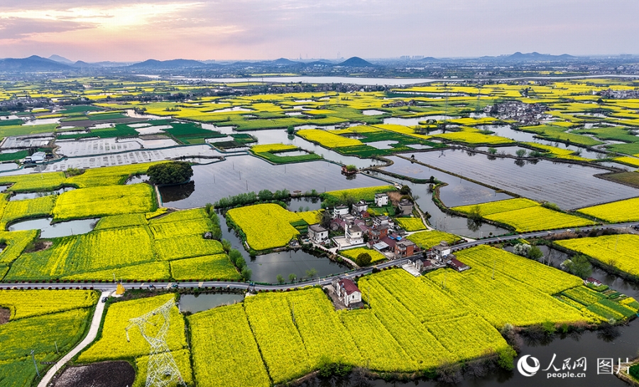 安徽省蕪湖市の響水澗景勝地に広がる1800ヘクタールの菜の花畑(3月29日撮影・苗子健)。