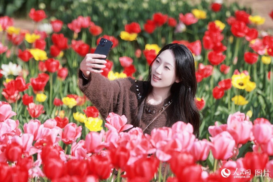 合肥植物園のチューリップ畑で写真を撮影する女性(3月28日撮影・王暁飛)。
