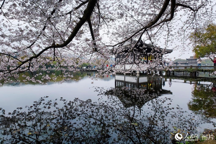 満開となった桜の花が水面に映る美しい景色が広がる浙江省杭州市の西湖景勝地・曲院風荷(3月24日撮影・章勇涛)。