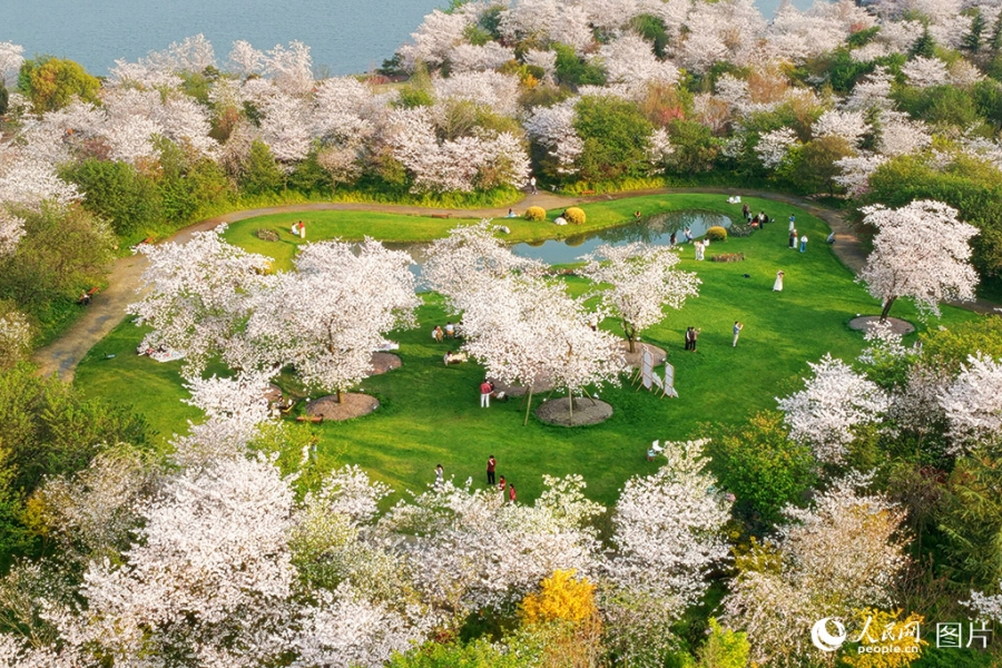 ピンク色の花と緑の芝生が美しい湖北省荊州市の浅山森林美術園(3月22日撮影・王郭驥)。