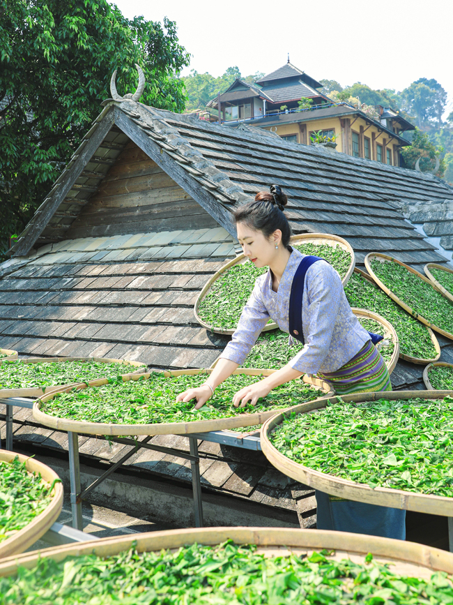 景邁山の豊かな春、茶摘みの最盛期を迎えた世界遺産の地　雲南省