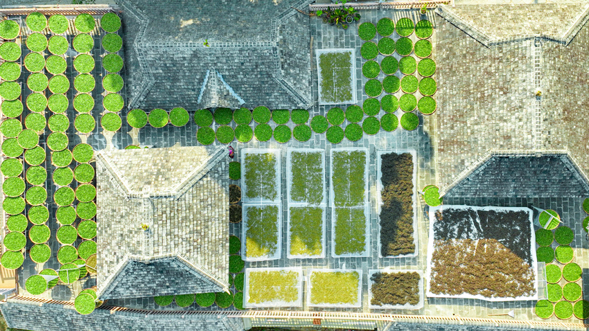 景邁山の豊かな春、茶摘みの最盛期を迎えた世界遺産の地　雲南省