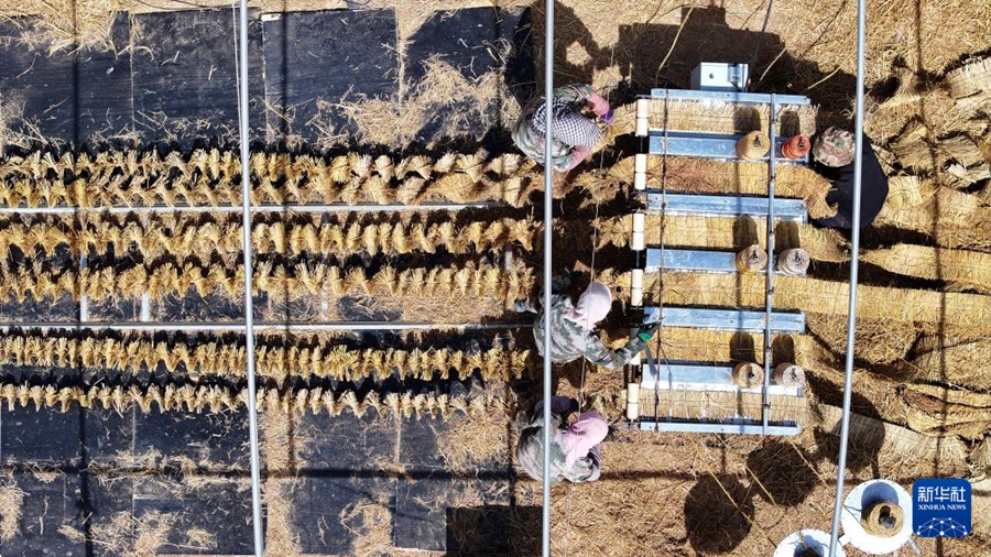 騰格里砂漠で春の砂防作業が佳境に　寧夏