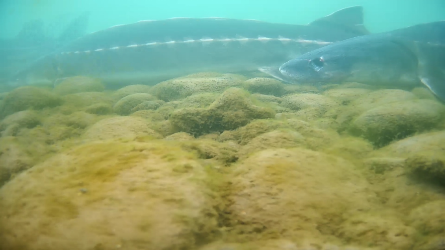 自然水域で確認されたヨウスコウチョウザメの様子(写真提供・取材先)。