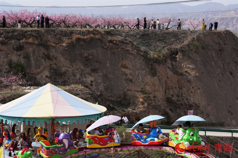 青海省の農村でモモの花が満開に