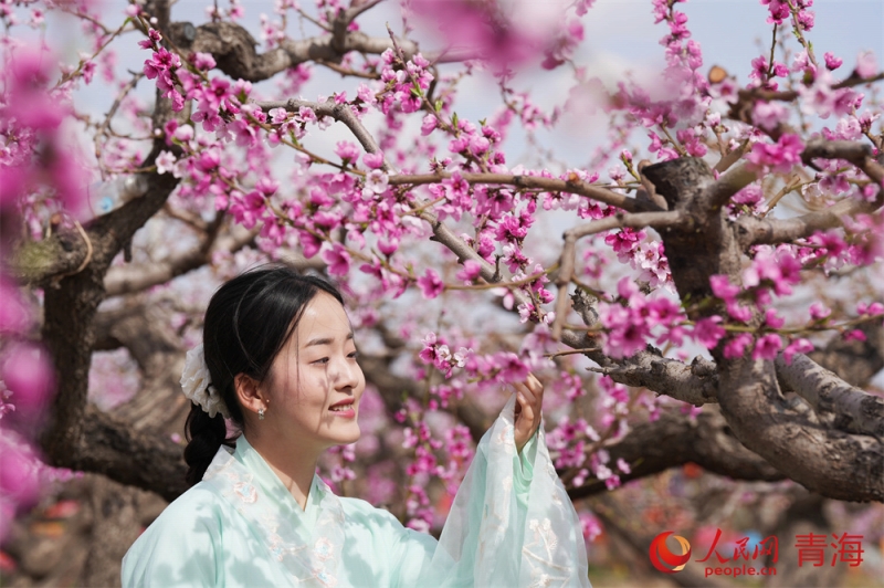 青海省の農村でモモの花が満開に