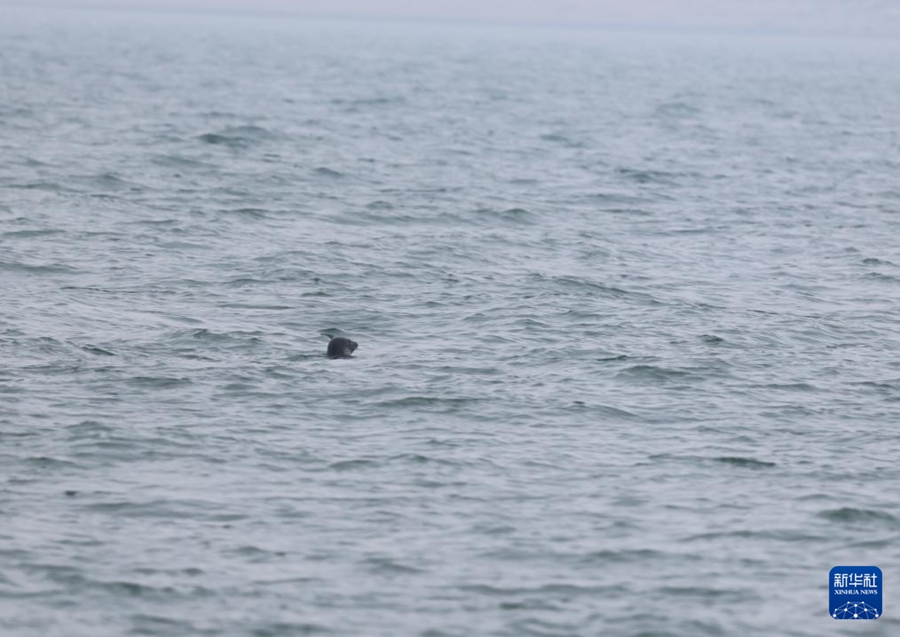 ゴマフアザラシ5頭を海に放流　遼寧省大連