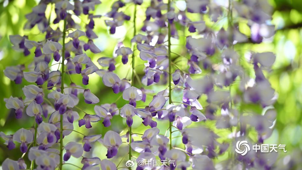 玉淵潭公園で見頃を迎えたフジの花　北京