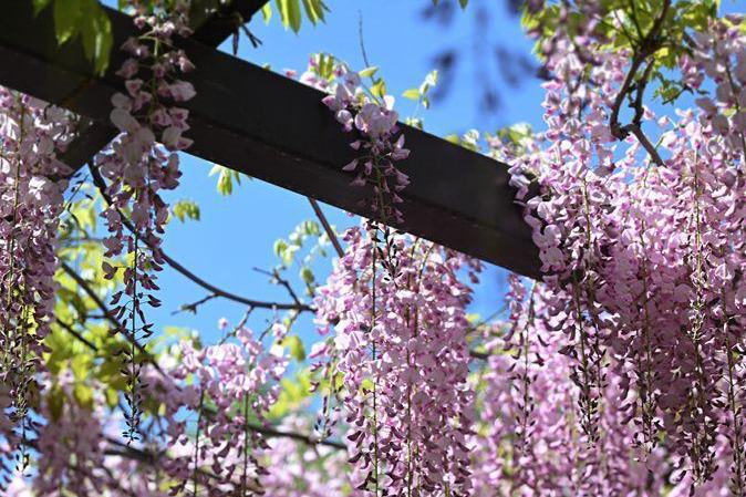玉淵潭公園で見頃を迎えたフジの花　北京