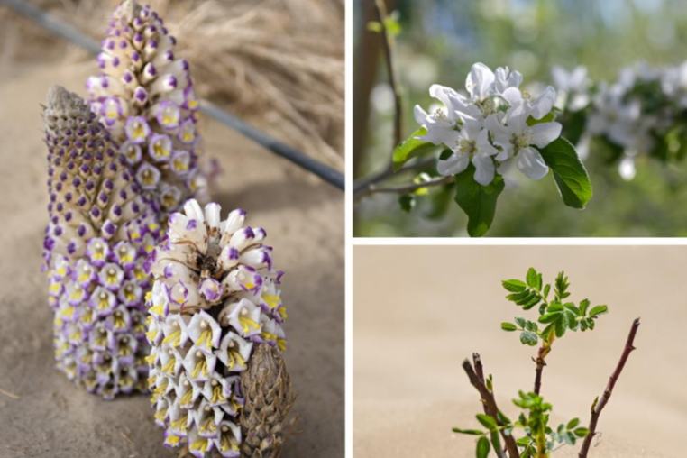 生薬となる植物がすくすく育つタクラマカン砂漠