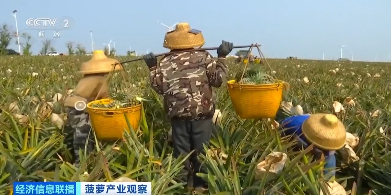 広東省徐聞県産パイナップルが収穫期に、中国全土の3分の1を生産