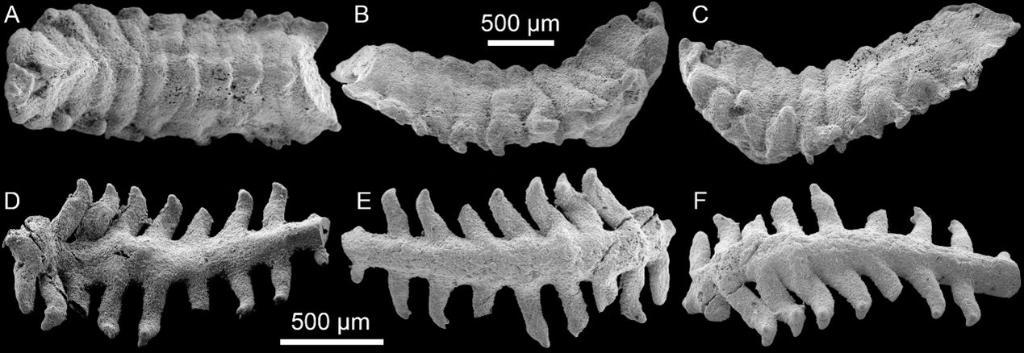 寛川鋪生物群の一部の環形動物化石標本。A～Cは短脚寛川鋪虫、D～Fは長脚張家溝虫。（画像提供：中国科学院南京地質古生物研究所）