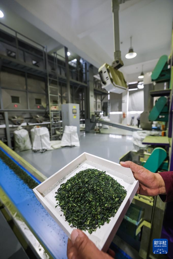 抹茶の生産時期を迎えた浙江省武義県