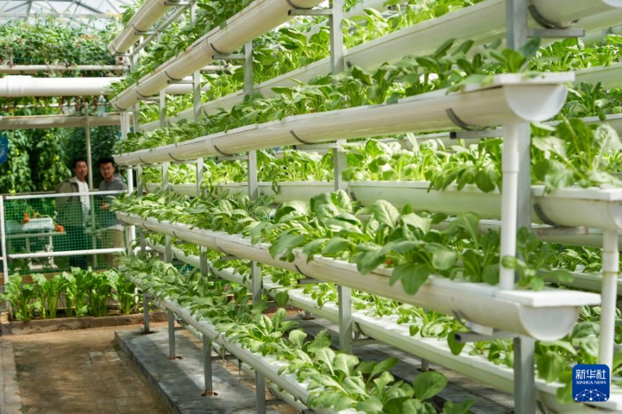 山東省の野菜博覧会で見る未来の無人農場