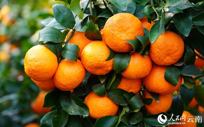 枝いっぱいに実ったオアオレンジ（撮影・呉松江）。