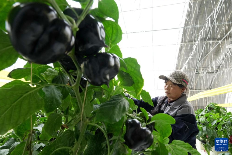 河北省盧竜県木井鎮の野菜栽培拠点のビニールハウスで黒いトウガラシの世話をする女性（4月27日撮影・楊世堯）。