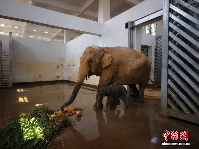 広西南寧動物園でアジアゾウの赤ちゃん誕生