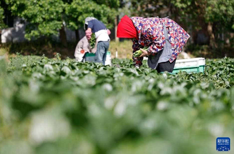 冷涼性野菜が収穫期に　寧夏