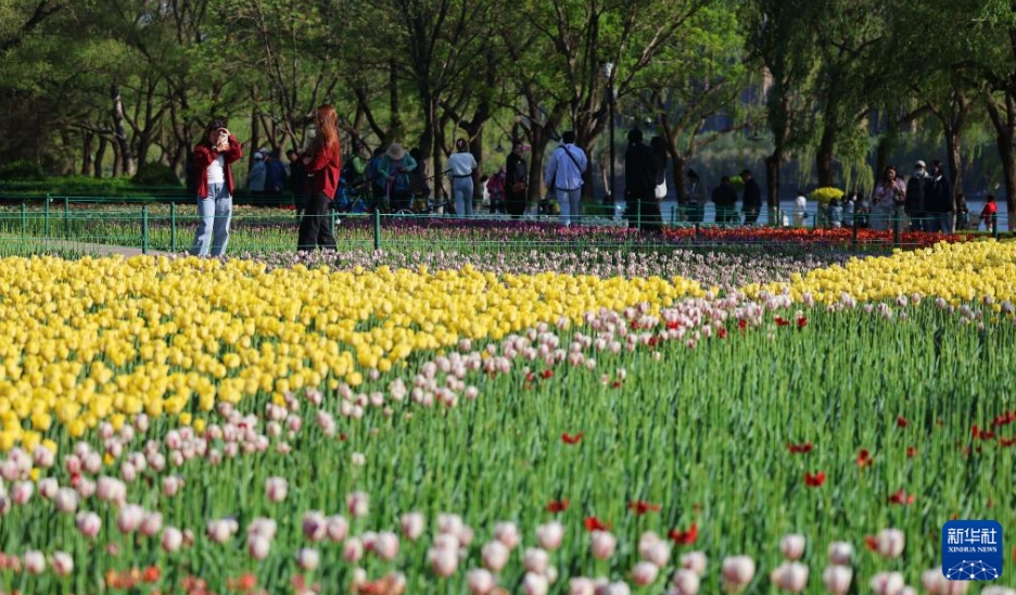 遼寧省瀋陽市瀋水湾公園のチューリップ畑で、記念写真を撮影する市民（5月8日撮影・韓赫）。