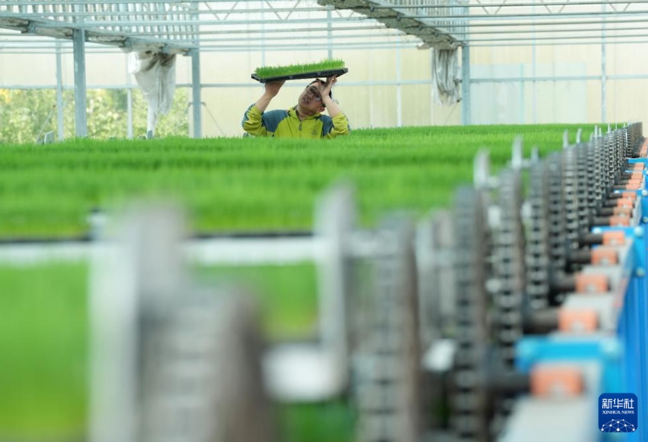 唐山市蘆台経済開発区の育苗センターで、植える予定の水稲の苗を管理する作業員（5月10日撮影・楊世堯）。