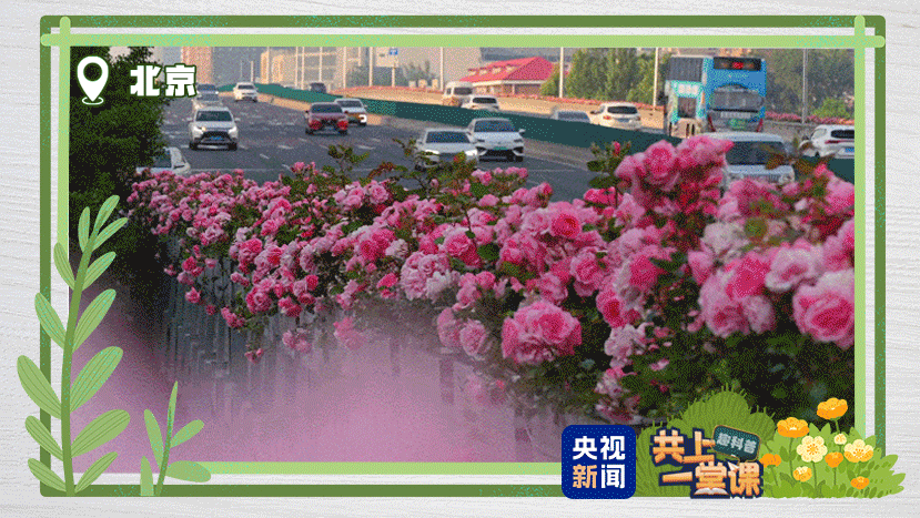 中国の街中の緑化帯が美しいのはなぜ？