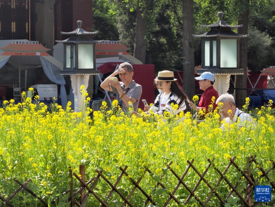 満開の菜の花が彩る北京の北海公園