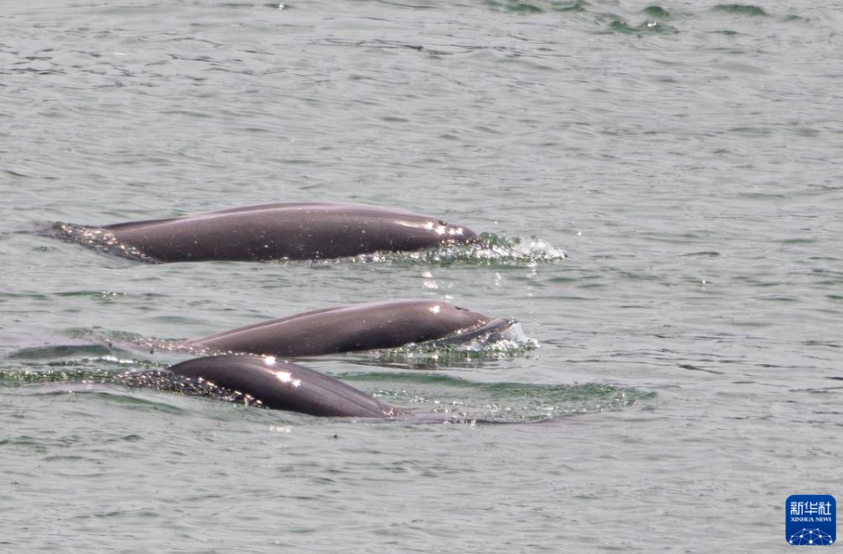 しなやかに泳ぐ長江スナメリ　湖北省宜昌