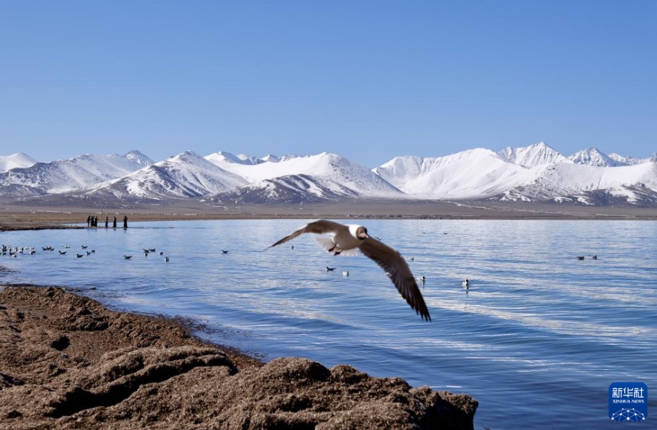西蔵の塩水湖「納木錯」が湖水開き