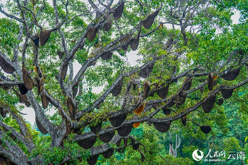 ハチの巣110個が鈴なりになる「蜂王樹」　雲南省