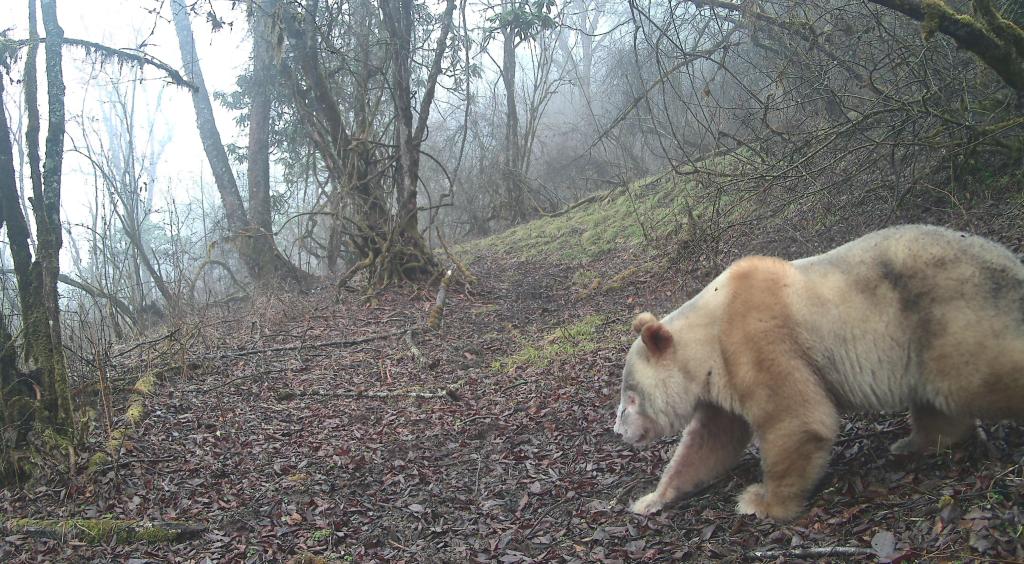 2026年3月に撮影された白いパンダ（写真提供・四川臥竜自然保護区）。