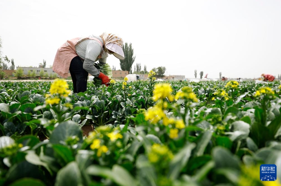 新鮮な野菜を香港特区の市場に供給　寧夏・青銅峡