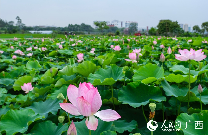 初夏ならではの美しい蓮池の景色‌　広西・田東