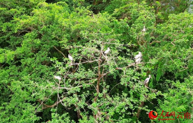 棚田の上空をコウノトリが舞う雲南省紅河県