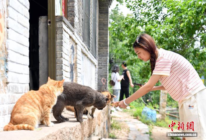 「ネコ村」のネコに餌をあげる女性（5月27日撮影・韓氷）。 