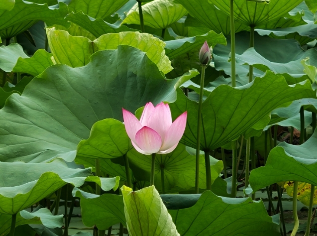 風に揺らぐ蓮の花、ゆったりとした夏の蓮池　広東省広州