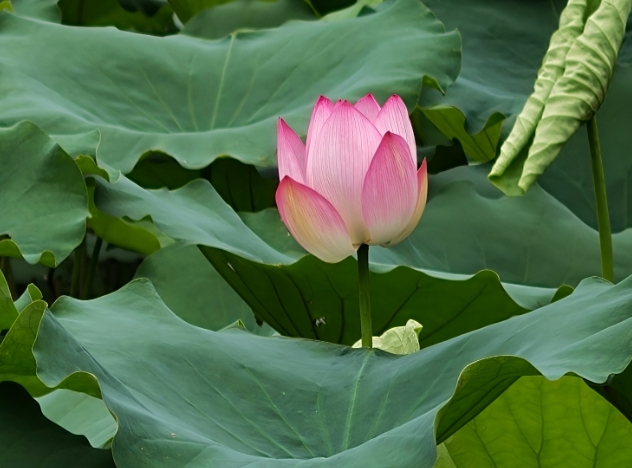 風に揺らぐ蓮の花、ゆったりとした夏の蓮池　広東省広州