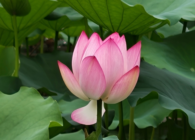 風に揺らぐ蓮の花、ゆったりとした夏の蓮池　広東省広州