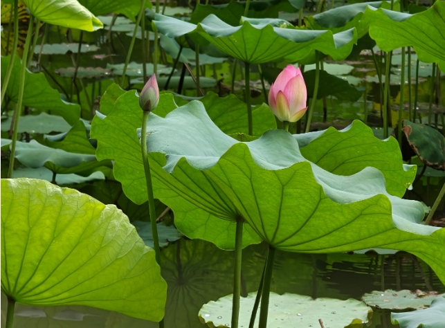 風に揺らぐ蓮の花、ゆったりとした夏の蓮池　広東省広州