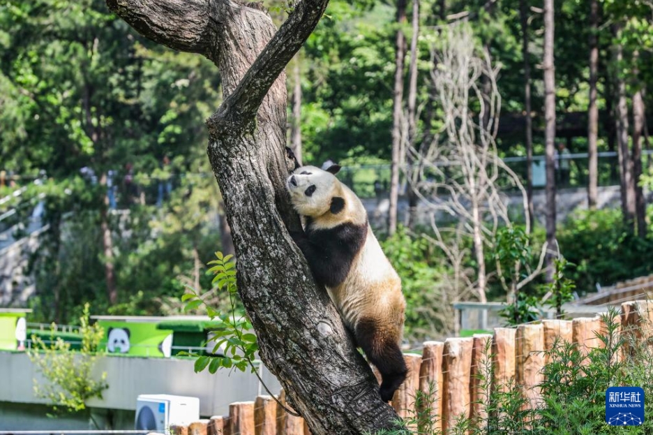 初夏の日差しをのんびり満喫する秦嶺のパンダ　陝西省