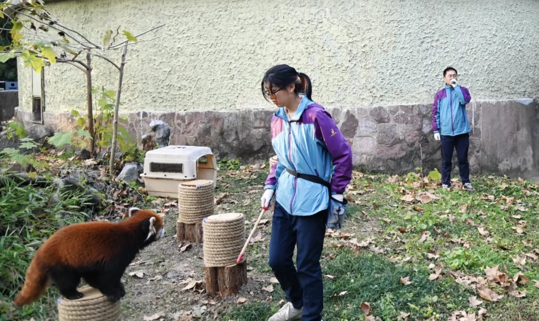 中国大陸部が寄贈したレッサーパンダ2頭が台北市立動物園に到着