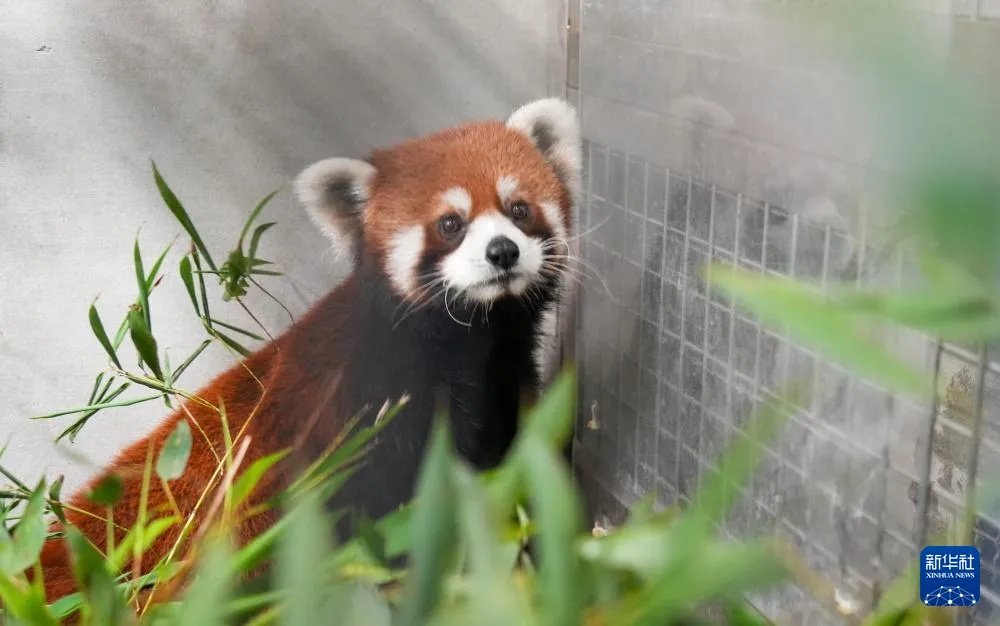 6月6日に台北市立動物園の検疫室で撮影された雄のレッサーパンダ（画像提供・台北市立動物園）。