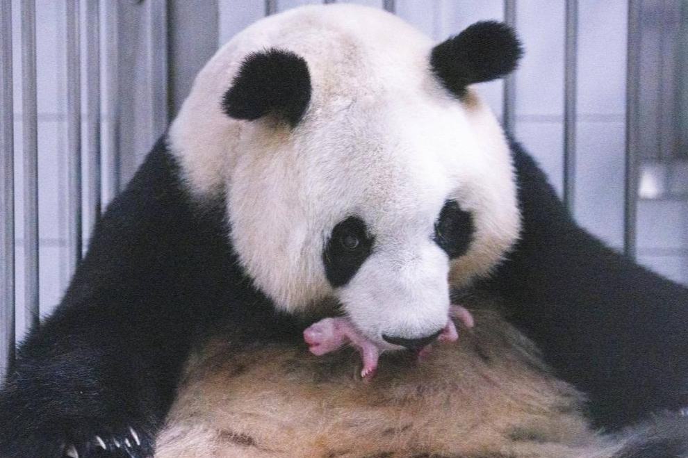 韓国で飼育中のパンダ「華妮」がメスの赤ちゃんを出産