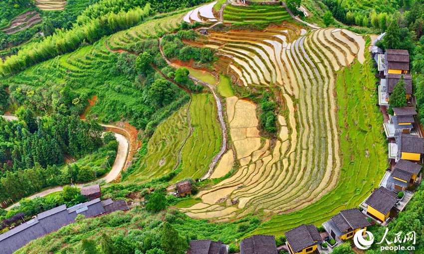 棚田の夏の絶景広がる江西省崇義県