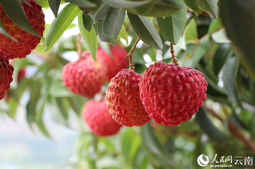 紅河県で栽培されている「ライチ王」（撮影・毛敬華）。