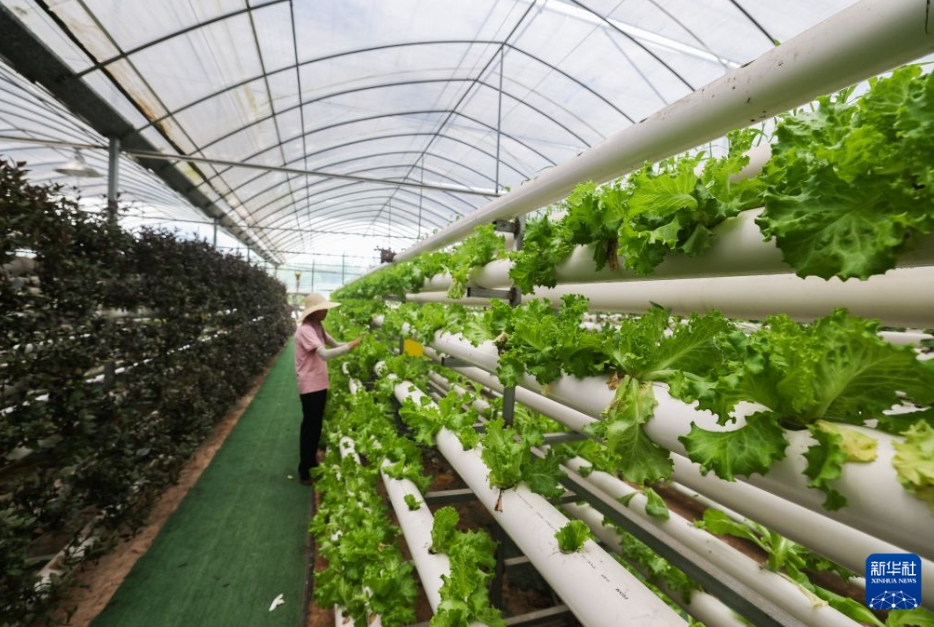 金華市金東区多湖街道（エリア）にある金華康培農業科技有限公司の野菜水耕栽培拠点で、レタスを収穫する作業員（7月7日撮影・徐昱）。