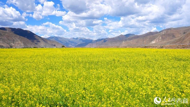 一面黄色に染まった拉薩市墨竹工卡県の菜の花畑（撮影・呉雨仁）。