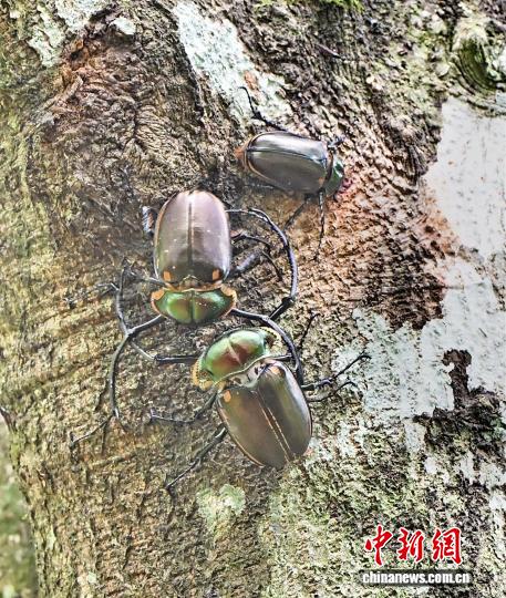 メスを取り合って「バトル」する2匹のオスのヤンソンテナガコガネ(撮影・羅華興)。
