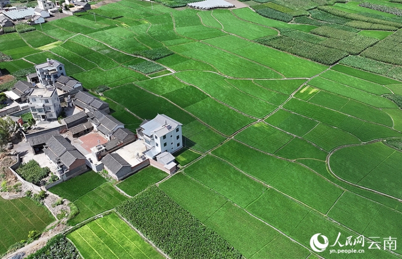 盛夏の雲南省大理白族自治州賓川県で撮影された緑鮮やかな水田（撮影・呉松江）。